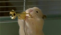 Hamster band