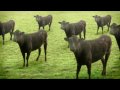 cows & cows & cows