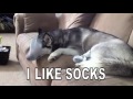 Im A Dog And I Like Socks