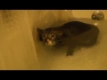 Ledsen katt i ett badkar