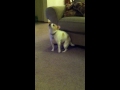 Hund dansar till eminems "shake that"