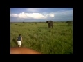 Full turist jagar vild elefant