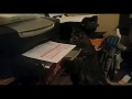 Katt vs skrivare
