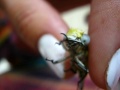Handfeeding a Dragonfly