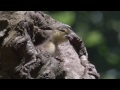 BBC Planet Earth - Mandarin duck dive