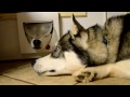 Siberian Huskys leker genom kattluckan