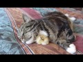 Kyckling sover med katt