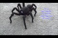 Imponerande spindelrobot