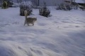 cat catches snowballs 