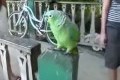 Most cute parrot