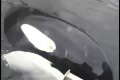 Killer whale communicates with a motor