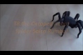 3D printed salsa dancing tarantula. - Video