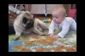 Baby and pug divide cookies
