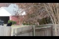 Squirrel plays with cat