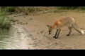 Fox against a giant fish