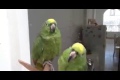 Drunken parrots