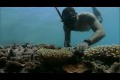 Coral Gardening in Fiji