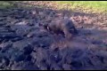 Mud bath for pet