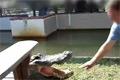 Att leka med krokodiler
