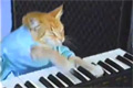 Charlie Schmidts katt spelar keyboard